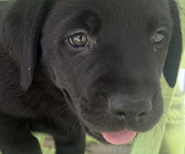 Medium Photo #6 Labrador Retriever Puppy For Sale in SPOTSYLVANIA, VA, USA