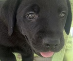 Small #5 Labrador Retriever