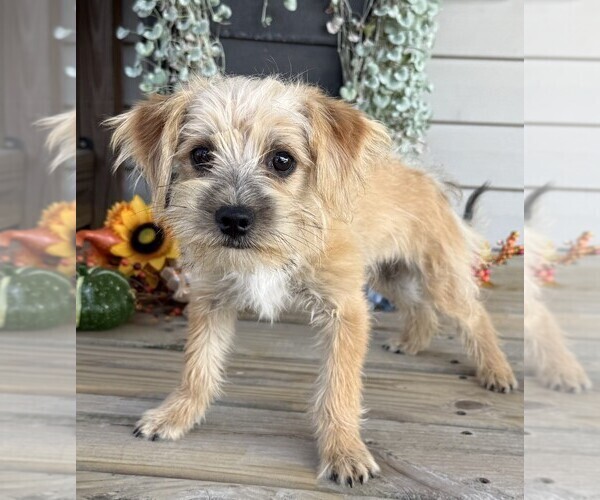 Medium Photo #4 Morkie Puppy For Sale in WILLIAMSBURG, IN, USA