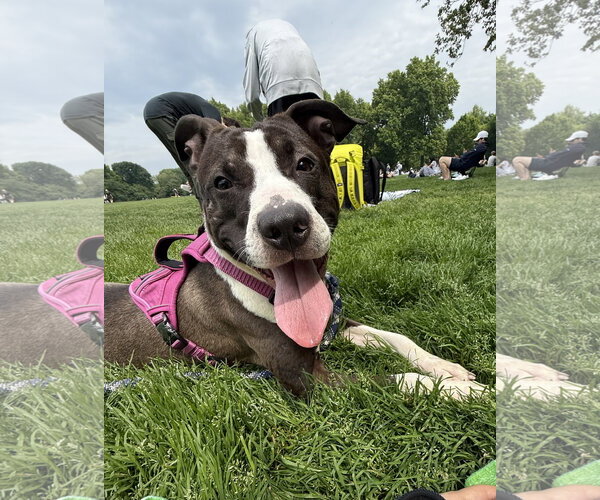Medium Photo #1 Mutt Puppy For Sale in Rockaway, NJ, USA