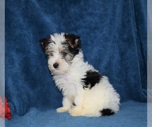 Poodle (Toy)-Yorkshire Terrier Mix Puppy for sale in BARNESVILLE, KS, USA