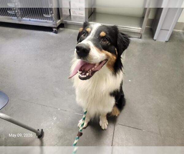 Medium Photo #1 Australian Shepherd Puppy For Sale in Santa Cruz, CA, USA