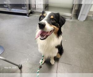 Australian Shepherd Dogs for adoption in Santa Cruz, CA, USA