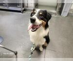 Small Australian Shepherd