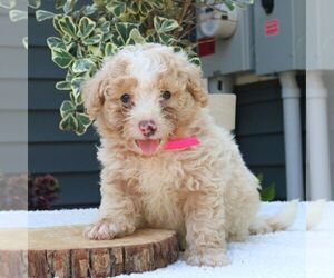 Bernedoodle (Miniature) Puppy for sale in NEW HOLLAND, PA, USA