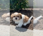 Small #1 Shih Tzu