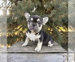 Small #1 French Bulldog