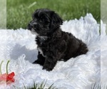Small Photo #6 Morkie Puppy For Sale in ROCK STREAM, NY, USA