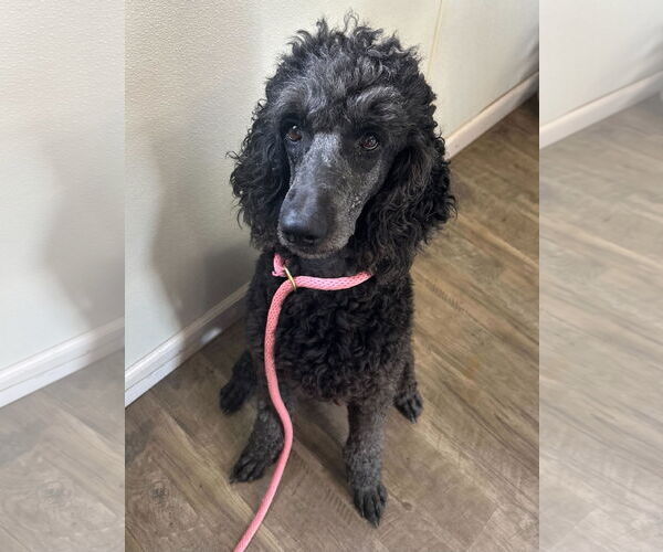 Medium Photo #4 Poodle (Standard) Puppy For Sale in Pacolet, SC, USA