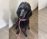 Small #3 Poodle (Standard)