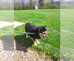 Small #1 Alaskan Malamute