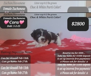 Havanese-Zuchon Mix Puppy for sale in TUCSON, AZ, USA