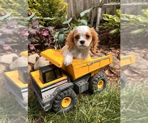 Cavalier King Charles Spaniel Puppy for sale in MIDDLEBURY, IN, USA