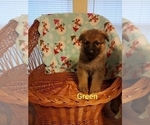 Small Photo #3 German Shepherd Dog Puppy For Sale in MADISON, FL, USA