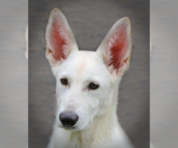 Medium Photo #2 - Mix Puppy For Sale in Hoffman Estates, IL, USA