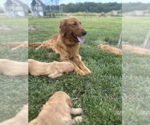 Mother of the Golden Retriever puppies born on 05/20/2025