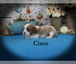 Small Photo #43 Cavalier King Charles Spaniel Puppy For Sale in CHANUTE, KS, USA