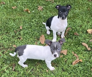 Chiweenie Puppy for sale in BURLINGTON TOWNSHIP, PA, USA