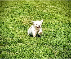 West Highland White Terrier Puppy for sale in MOUNTAINBURG, AR, USA