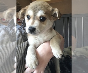 Goberian Puppy for sale in SAN DIEGO, CA, USA