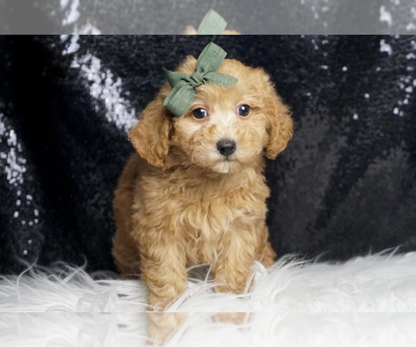 Medium Photo #3 Poodle (Toy) Puppy For Sale in WARSAW, IN, USA