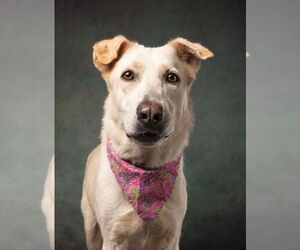 Medium Labrador Retriever Mix