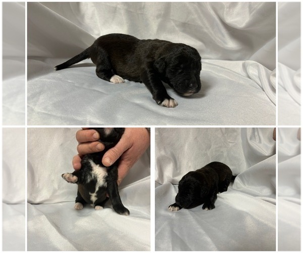Medium Photo #1 Labradoodle Puppy For Sale in OSMOND, NE, USA