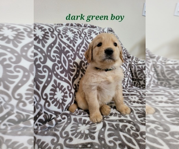 Medium Photo #2 Golden Retriever Puppy For Sale in SAN DIEGO, CA, USA