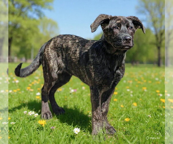 Medium Photo #7 Holland Shepherd-Unknown Mix Puppy For Sale in Talladega, AL, USA