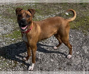 Mountain Cur-Unknown Mix Dogs for adoption in Hinton, WV, USA