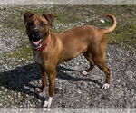 Small Mountain Cur Mix
