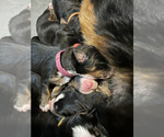 Small Photo #14 Bernese Mountain Dog Puppy For Sale in ENOCH, UT, USA