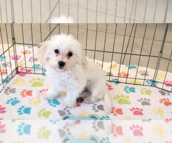 Medium Photo #3 Maltipoo (Toy) Puppy For Sale in ORO VALLEY, AZ, USA