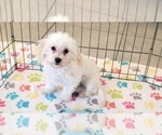 Small #2 Maltipoo (Toy)