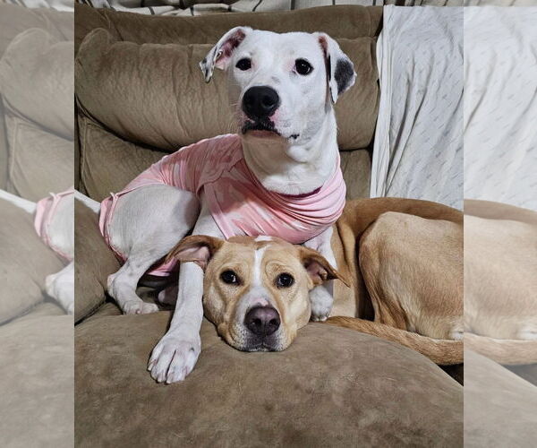 Medium Photo #2 Labrador Retriever-Unknown Mix Puppy For Sale in Rockaway, NJ, USA