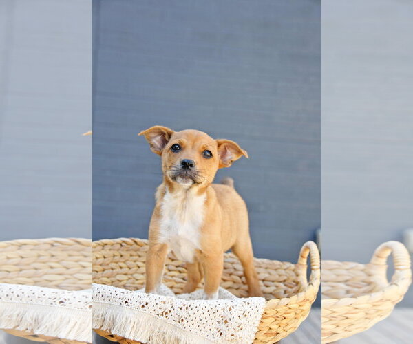 Medium Photo #1 Cairn Terrier-Unknown Mix Puppy For Sale in Sandy, UT, USA