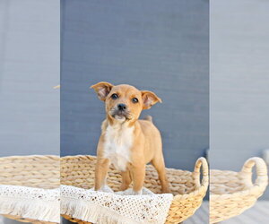 Cairn Terrier-Unknown Mix Dogs for adoption in Sandy, UT, USA