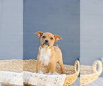 Small Cairn Terrier Mix