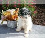 Puppy Amethyst Poodle (Miniature)