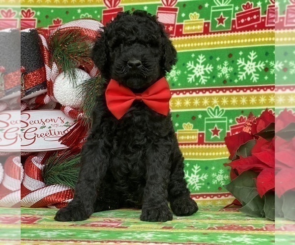 Medium Photo #2 Poodle (Standard) Puppy For Sale in LANCASTER, PA, USA