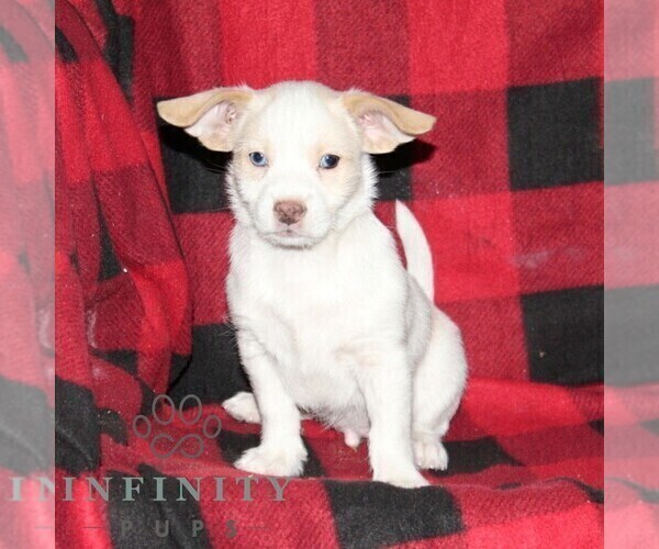 Medium Photo #1 Shih-Poo-Unknown Mix Puppy For Sale in OXFORD, PA, USA