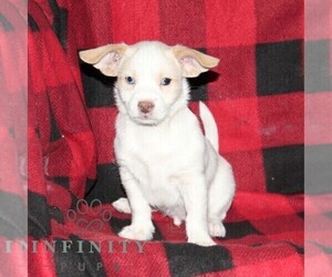 Shih-Poo-Unknown Mix Puppy for sale in OXFORD, PA, USA