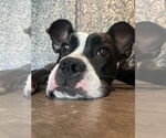 Small #4 Boxer Mix
