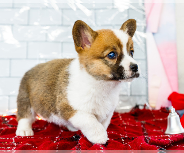 Medium Photo #22 Cardigan Welsh Corgi Puppy For Sale in WAKARUSA, IN, USA
