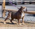 Small #2 Bulldog Mix