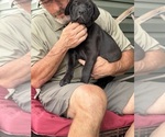 Small Photo #32 Rotticorso Puppy For Sale in REEVESVILLE, SC, USA