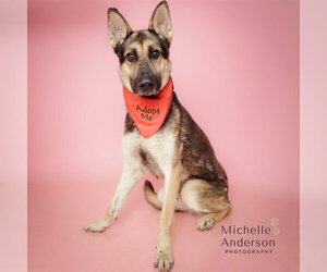 German Shepherd Dog Dogs for adoption in Corona, CA, USA