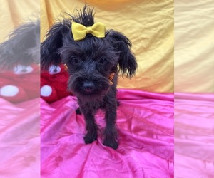 YorkiePoo Puppy for sale in LANCASTER, MO, USA