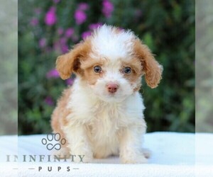 Aussiedoodle Miniature  Puppy for sale in MANHEIM, PA, USA