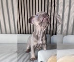 Small #7 French Bulldog